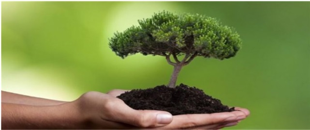 tree tree